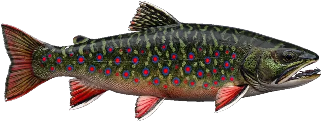 Brook Trout