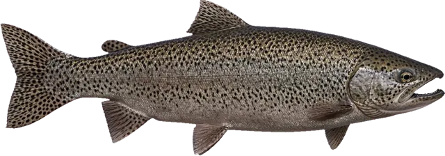 King Salmon