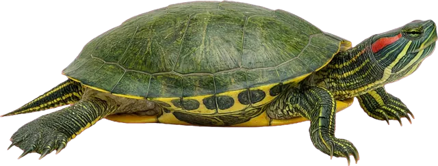 Red-Eared Slider